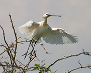 Kolpík bílý - Platalea leucorodia