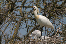 Kolpík bílý - Platalea leucorodia