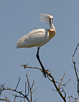 Kolpík bílý - Platalea leucorodia