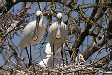 Kolpík bílý - Platalea leucorodia