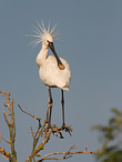 Kolpík bílý - Platalea leucorodia