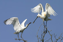 Kolpík bílý - Platalea leucorodia