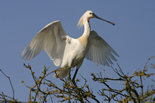 Kolpík bílý - Platalea leucorodia