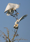 Kolpík bílý - Platalea leucorodia