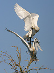 Kolpík bílý - Platalea leucorodia