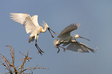 Kolpík bílý - Platalea leucorodia