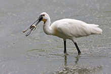 Kolpík bílý - Platalea leucorodia