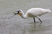 Kolpík bílý - Platalea leucorodia