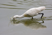 Kolpík bílý - Platalea leucorodia