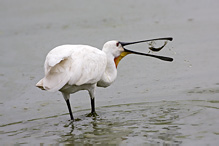 Kolpík bílý - Platalea leucorodia