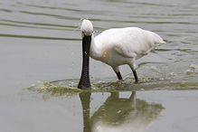 Kolpík bílý - Platalea leucorodia