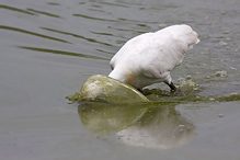 Kolpík bílý - Platalea leucorodia