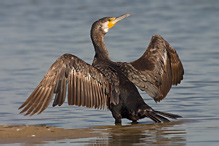 Kormorán velký - Phalacrocorax carbo