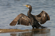 Kormorán velký - Phalacrocorax carbo