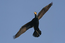 Kormorán velký - Phalacrocorax carbo