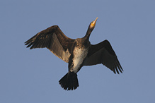 Kormorán velký - Phalacrocorax carbo