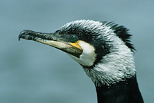 Kormorán velký - Phalacrocorax carbo