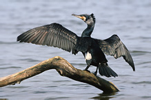 Kormorán velký - Phalacrocorax carbo