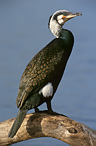 Kormorán velký - Phalacrocorax carbo