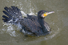 Kormorán velký - Phalacrocorax carbo