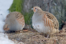 Koroptev polní - Perdix perdix