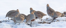 Grey partridge - Perdix perdix