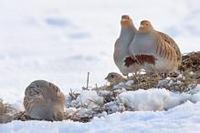 Grey Partridge