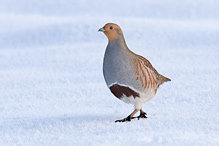 Koroptev polní - Perdix perdix