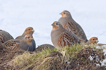 Koroptev polní - Perdix perdix