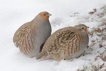 Grey partridge - Perdix perdix