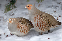 Koroptev polní - Perdix perdix