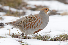 Grey partridge - Perdix perdix