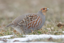 Grey partridge - Perdix perdix