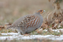 Koroptev polní - Perdix perdix