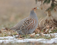 Koroptev polní - Perdix perdix