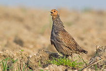 Koroptev polní - Perdix perdix