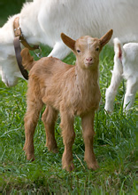 Domestic Goat - Capra aegagrus hircus