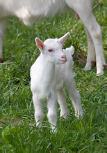 Domestic Goat - Capra aegagrus hircus