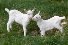 Domestic Goat - Capra aegagrus hircus