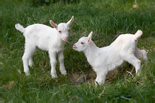 Domestic Goat - Capra aegagrus hircus