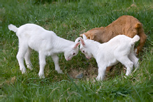 Domestic Goat - Capra aegagrus hircus