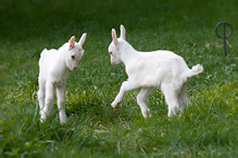 Domestic Goat - Capra aegagrus hircus