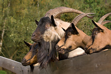 Domestic Goat - Capra aegagrus hircus