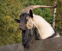 Domestic Goat - Capra aegagrus hircus