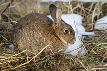 Wild Rabbit - Oryctolagus cuniculus