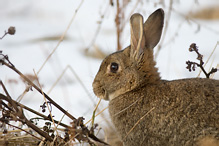 Wild Rabbit - Oryctolagus cuniculus