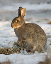 Wild Rabbit - Oryctolagus cuniculus