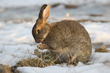 Wild Rabbit - Oryctolagus cuniculus