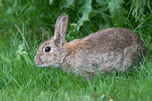 Králík divoký - Oryctolagus cuniculus