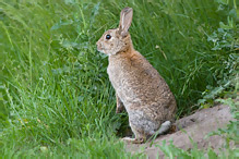 Wild Rabbit - Oryctolagus cuniculus